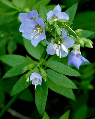 image of Polemonium reptans var. reptans, Spreading Jacob's-ladder, Creeping Jacob's-ladder, Greek Valerian