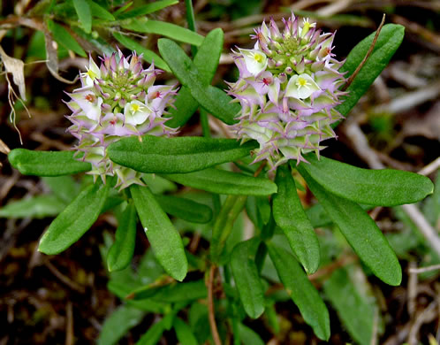 image of Polygala cruciata, Drumheads, Crossleaf Milkwort