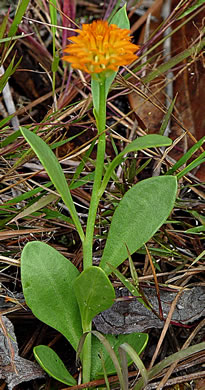 image of Polygala lutea, Orange Milkwort, Red-hot-poker, Candyroot, Yellow Bachelor's-buttons