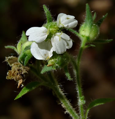 image of Polymnia canadensis, White-flowered Leafcup, Small-flowered Leafcup