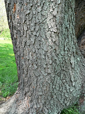 image of Prunus serotina var. serotina, Black Cherry, Eastern Wild Black Cherry, Bird Cherry