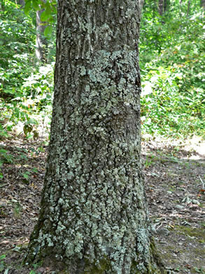 image of Quercus coccinea, Scarlet Oak