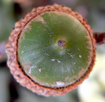 image of Quercus coccinea, Scarlet Oak