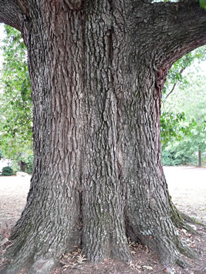 image of Quercus pagoda, Cherrybark Oak, Swamp Spanish Oak