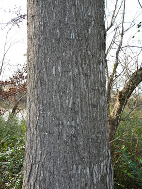 image of Quercus shumardii, Shumard Oak, Swamp Red Oak