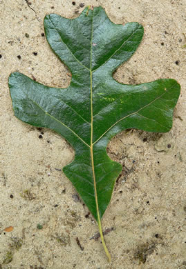 image of Quercus stellata, Post Oak