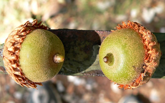 image of Quercus velutina, Black Oak