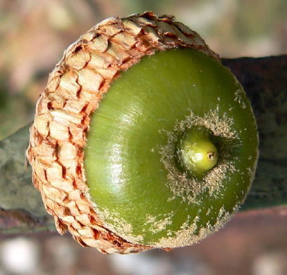 image of Quercus velutina, Black Oak