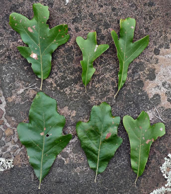 image of Quercus boyntonii, Boynton Oak, Boynton Sand Post Oak