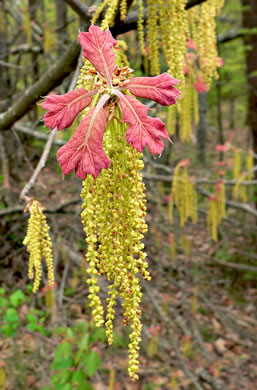 image of Quercus marilandica var. marilandica, Blackjack Oak