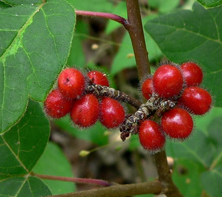 Rhus aromatica var. aromatica, Fragrant Sumac, Squawbush