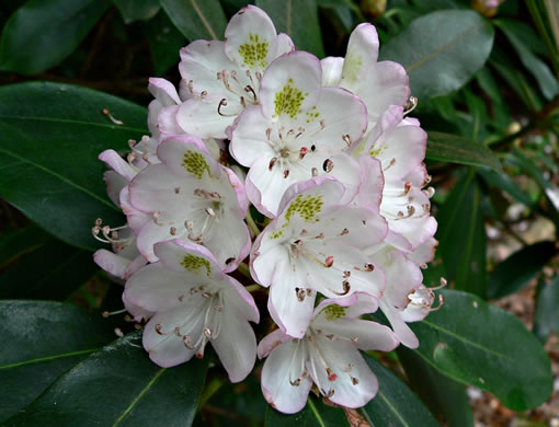 image of Rhododendron maximum, Rosebay Rhododendron, Great Laurel, White Rosebay, Great Rhododendron