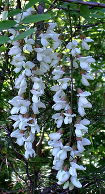 image of Robinia pseudoacacia, Black Locust