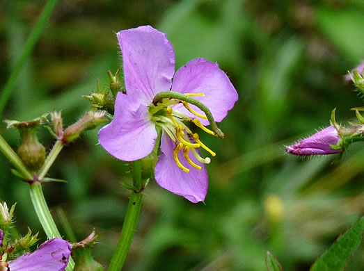 image of Rhexia virginica, Virginia Meadowbeauty, Wingstem Meadowbeauty, Deergrass