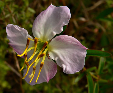 image of Rhexia mariana var. mariana, Pale Meadowbeauty, Maryland Meadowbeauty, Dull Meadowbeauty