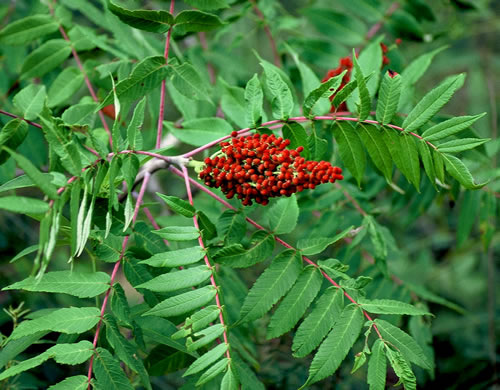 image of Rhus glabra, Smooth Sumac, Common Sumac