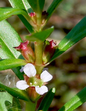 image of Rotala ramosior, Toothcup, Lowland Rotala