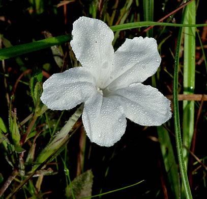 image of Ruellia noctiflora, Night-flowering Wild-petunia, Night-blooming Wild-petunia