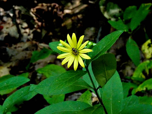 image of Silphium asteriscus var. asteriscus, Starry Rosinweed