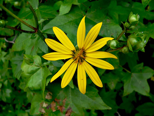 image of Silphium asteriscus var. latifolium, Whorled Rosinweed