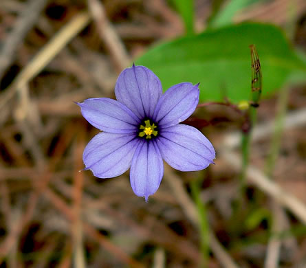 image of Sisyrinchium atlanticum, Atlantic Blue-eyed-grass, Eastern Blue-eyed-grass