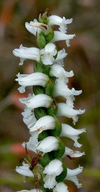 image of Spiranthes cernua, Nodding Ladies'-tresses