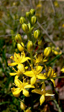 Yellow Sunnybell