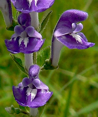 image of Scutellaria elliptica var. hirsuta, Kentucky Skullcap, Hairy Skullcap