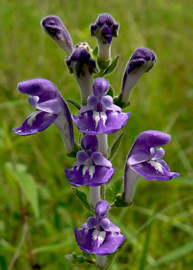 image of Scutellaria elliptica var. hirsuta, Kentucky Skullcap, Hairy Skullcap