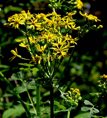 image of Packera glabella, Butterweed, Smooth Ragwort, Smooth Groundsel, Yellowtop