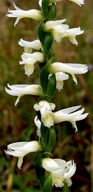 image of Spiranthes magnicamporum, Great Plains Ladies'-tresses