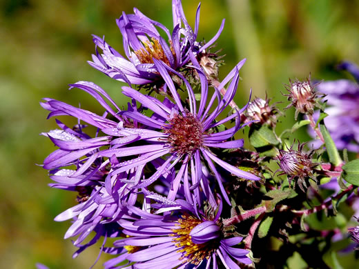 image of Symphyotrichum novae-angliae, New England Aster, Michaelmas-daisy