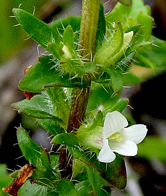 image of Sophronanthe pilosa, Shaggy Hedge-hyssop, Pilose Hedge-hyssop