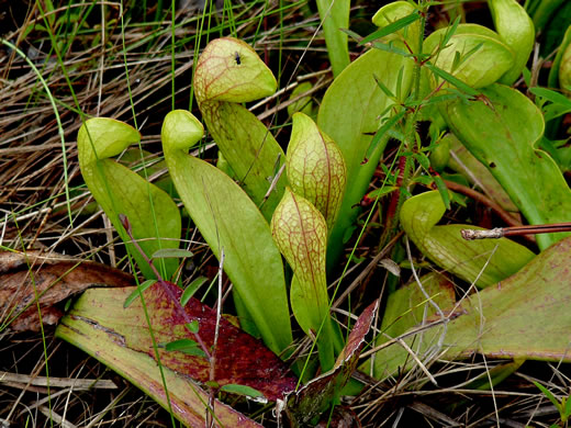 Sarracenia psittacina, Parrot Pitcherplant