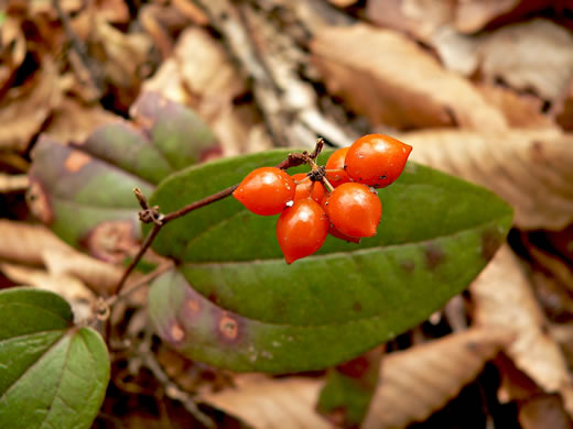 image of Smilax pumila, Dwarf Smilax, Sarsaparilla-vine