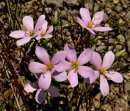 image of Sabatia angularis, Rose-pink, Bitterbloom, Common Marsh-pink, American Centaury