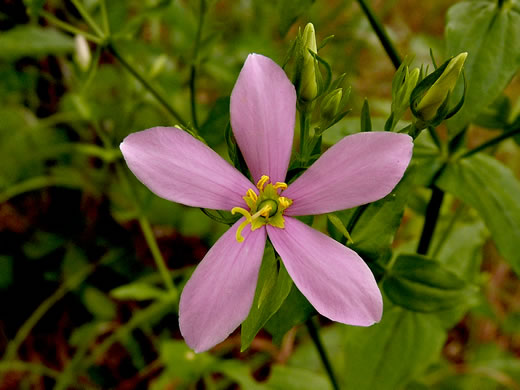 image of Sabatia angularis, Rose-pink, Bitterbloom, Common Marsh-pink, American Centaury