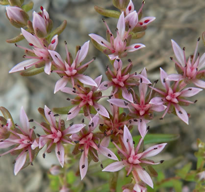 image of Sedum pulchellum, Widow's Cross, Glade Stonecrop, Rock Moss, Lime Stonecrop