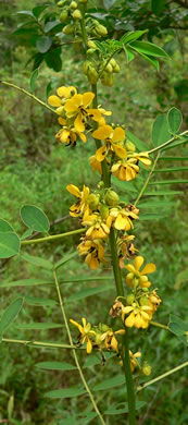 image of Senna marilandica, Maryland Wild Senna, Maryland Senna