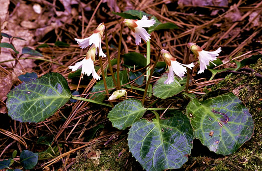 image of Shortia galacifolia, Oconee Bells, Southern Shortia