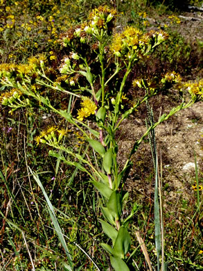 image of Solidago jacksonii, Southeastern Stiff Goldenrod, Southeastern Bold Goldenrod