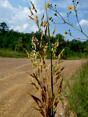 image of Sorghastrum nutans, Yellow Indiangrass, Prairie Indiangrass