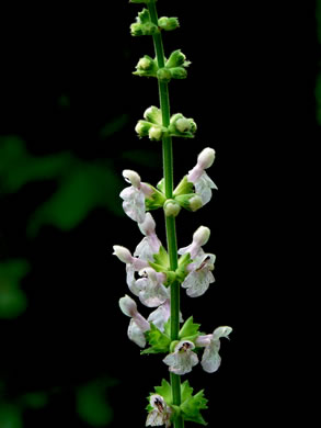 image of Stachys eplingii, Epling's Hedgenettle