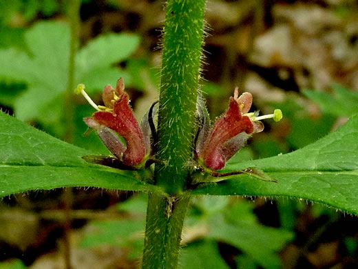 image of Triosteum aurantiacum var. aurantiacum, Orange-fruited Horse-gentian