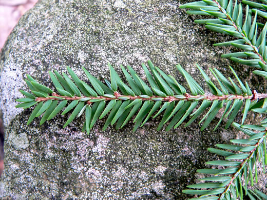 Tsuga canadensis, Eastern Hemlock, Canada Hemlock, Spruce Pine, Hemlock Spruce