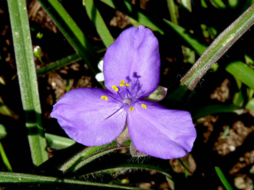 Hairy Spiderwort