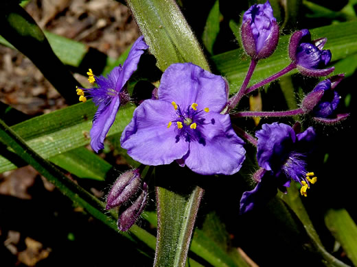 image of Tradescantia hirsuticaulis, Hairy Spiderwort