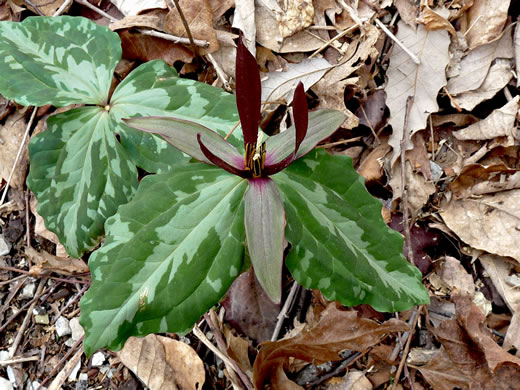 image of Trillium species 3, Lookout Mountain Trillium, Ruby Falls Trillium, Freeman's Trillium