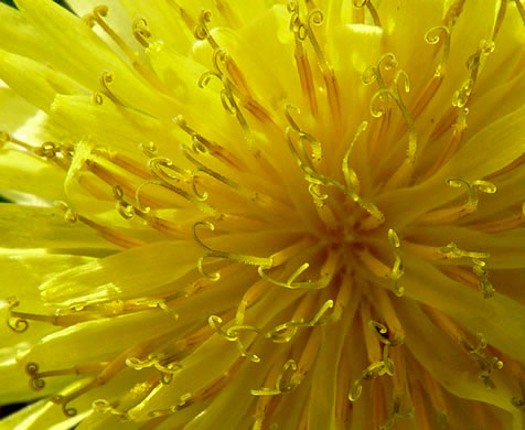 image of Taraxacum officinale, Common Dandelion