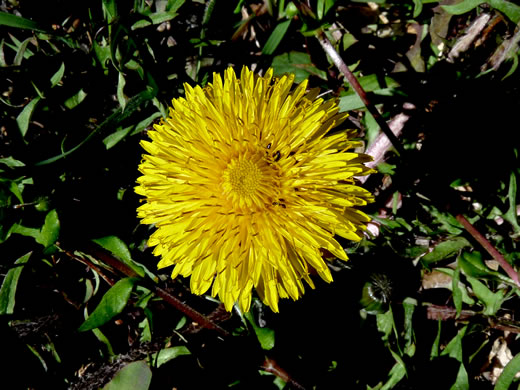 image of Taraxacum officinale, Common Dandelion